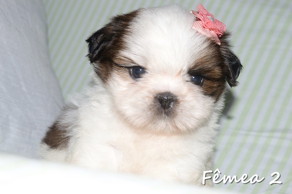 filhote de shih tzu rj